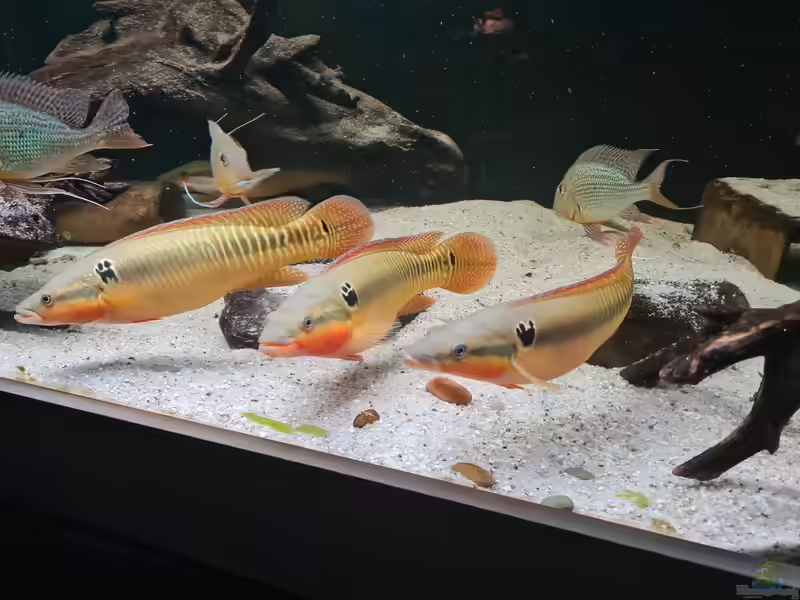Crenicichla zebrina im Aquarium halten (Einrichtungsbeispiele für Crenicichla zebrina)