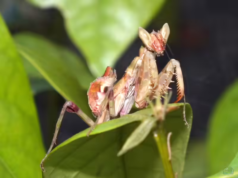 Creobroter gemmatus im Terrarium halten (Einrichtungsbeispiele mit Asiatische Blütenmantis)