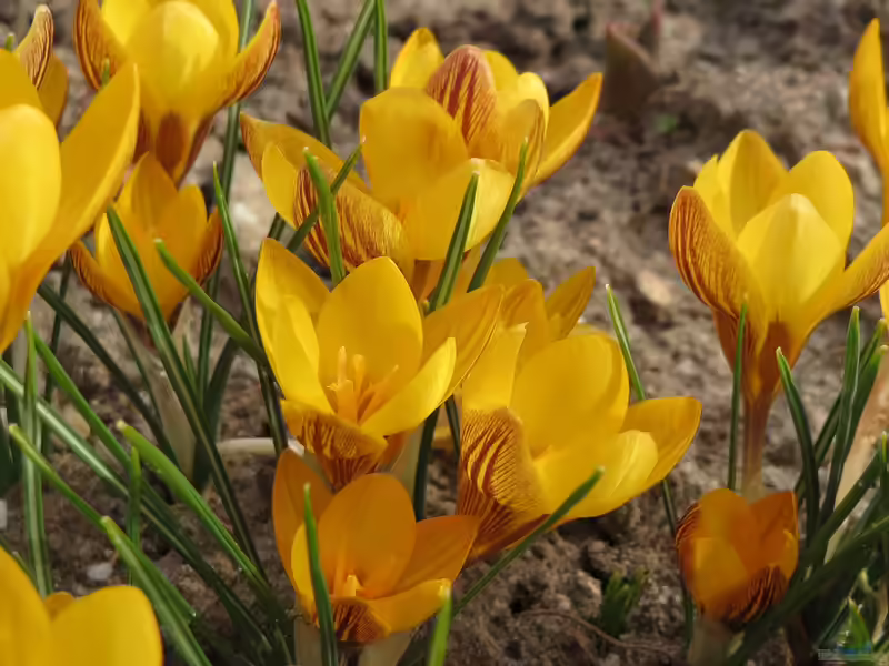 Crocus chrysanthus im Garten pflanzen (Einrichtungsbeispiele mit Balkan-Krokus)
