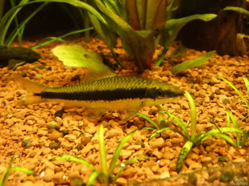 Crossocheilus: Rüsselbarben für große, lebendige Aquarien (Einrichtungsbeispiele mit Crossocheilus-Arten)