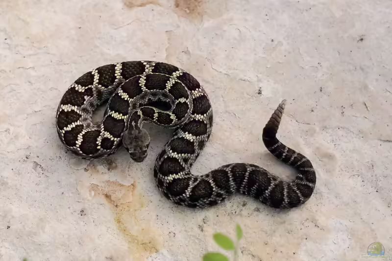 Schwarze Arizona-Klapperschlange: Crotalus cerberus im Terrarium halten (Einrichtungsbeispiele mit Crotalus cerberus)