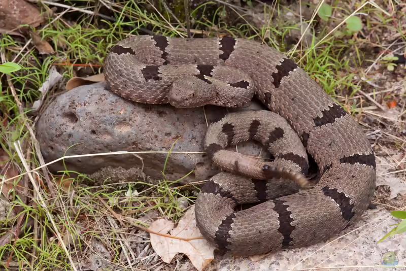 Gebänderte Felsenklapperschlange: Crotalus lepidus klauberi im Terrarium halten (Einrichtungsbeispiele mit Crotalus lepidus klauberi)