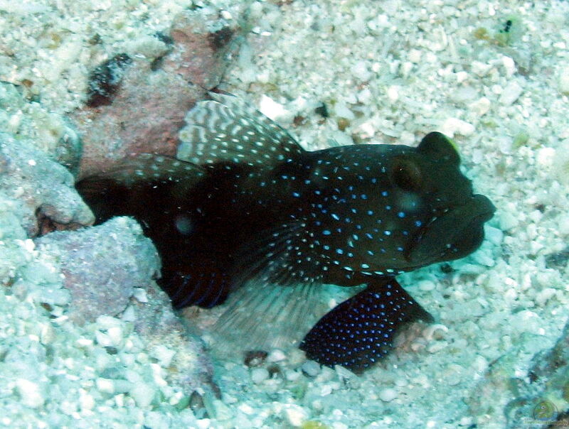 Cryptocentrus fasciatus im Aquarium halten (Einrichtungsbeispiele für Blaupunkt-Wächtergrundel)