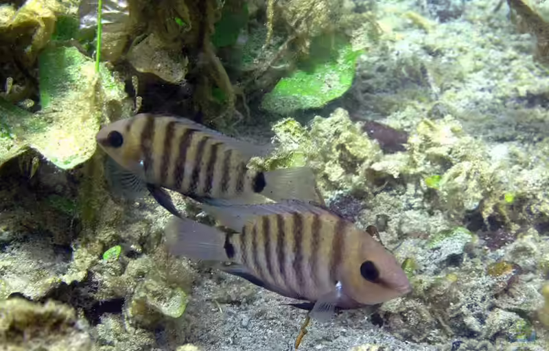 Cryptoheros chetumalensis im Aquarium halten (Einrichtungsbeispiele für Cryptoheros chetumalensis)