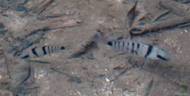 Cryptoheros cutteri im Aquarium halten (Einrichtungsbeispiele für Weinrotflossiger Buntbarsch)