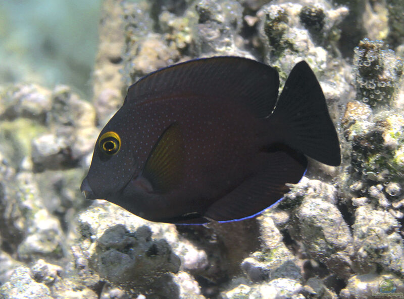 Ctenochaetus truncatus im Aquarium halten (Einrichtungsbeispiele für Indischer Goldringdoktor)