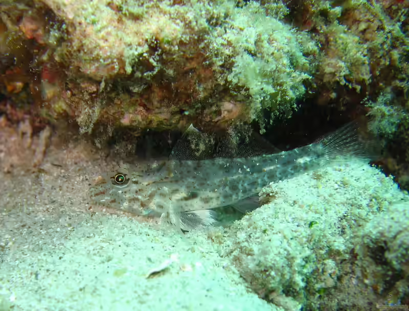Ctenogobiops aurocingulus im Aquarium halten (Einrichtungsbeispiele für Ctenogobiops aurocingulus)