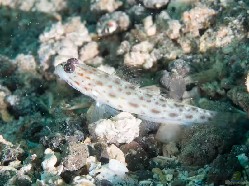 Ctenogobiops feroculus im Aquarium halten (Einrichtungsbeispiele für Sandgrundel)