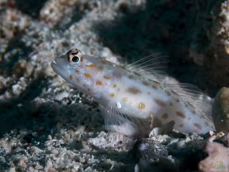 Ctenogobiops mitodes im Aquarium halten (Einrichtungsbeispiele für Ctenogobiops mitodes)