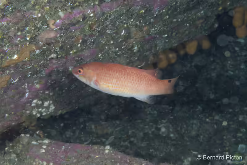 Ctenolabrus rupestris im Aquarium halten (Einrichtungsbeispiele für Klippenbarsch)
