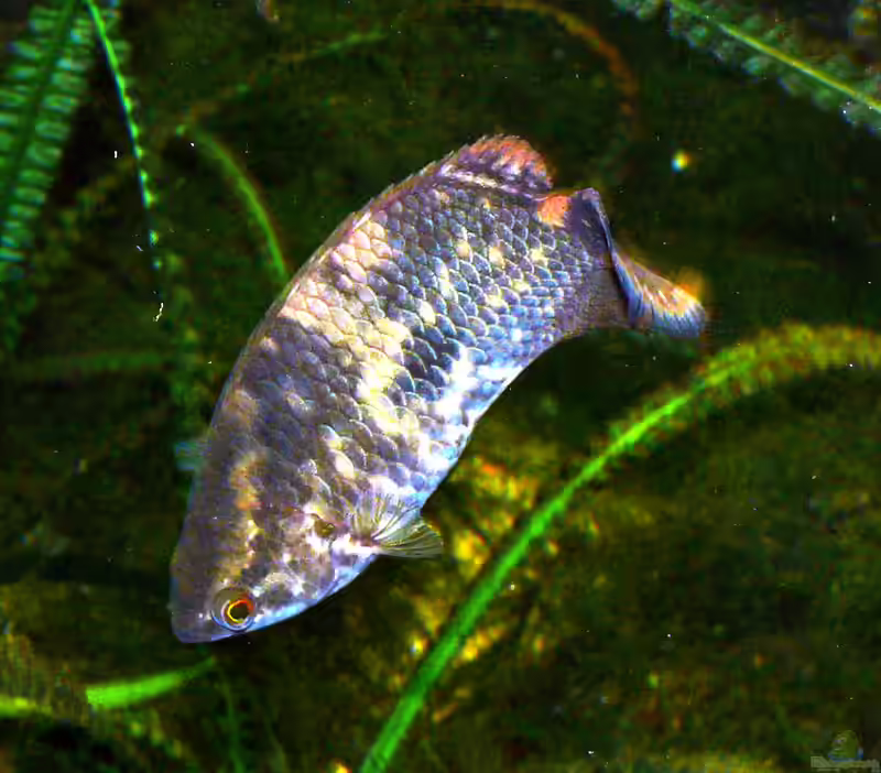 Buschfische im Aquarium halten (Einrichtungsbeispiele mit Ctenopoma-Arten)
