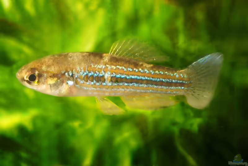Cubanichthys cubensis: Kuba-Killifisch im Aquarium halten (Einrichtungsbeispiele mit Cubanichthys cubensis)