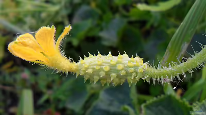 Cucumis metuliferus im Garten pflanzen (Einrichtungsbeispiele mit Hornmelone)