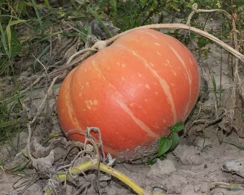Cucurbita maxima im Garten pflanzen (Einrichtungsbeispiele mit Riesenkürbis)