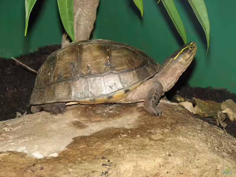 Cuora amboinensis im Terrarium halten (Einrichtungsbeispiele mit Amboina-Scharnierschildkröte)