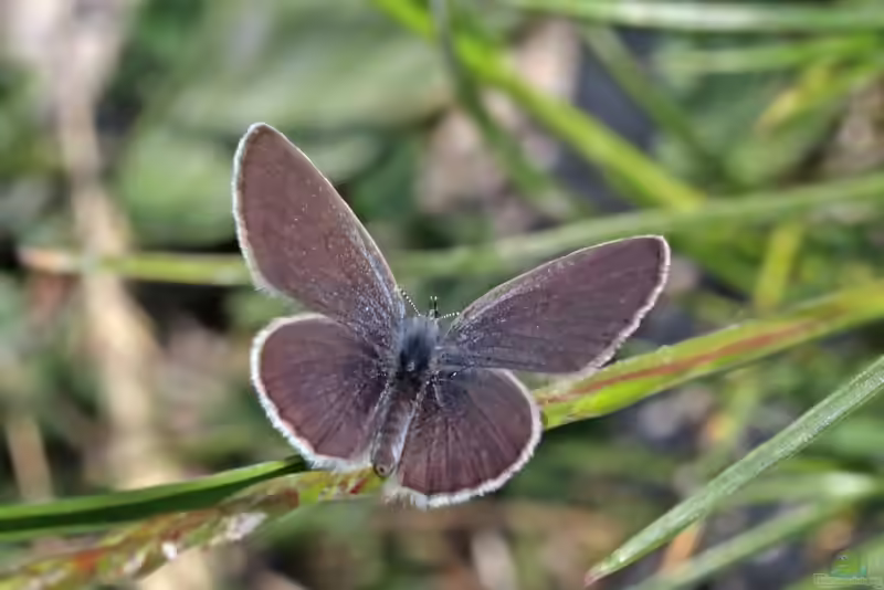 Zwerg-Bläuling im Garten (Einrichtungsbeispiele mit Cupido minimus)