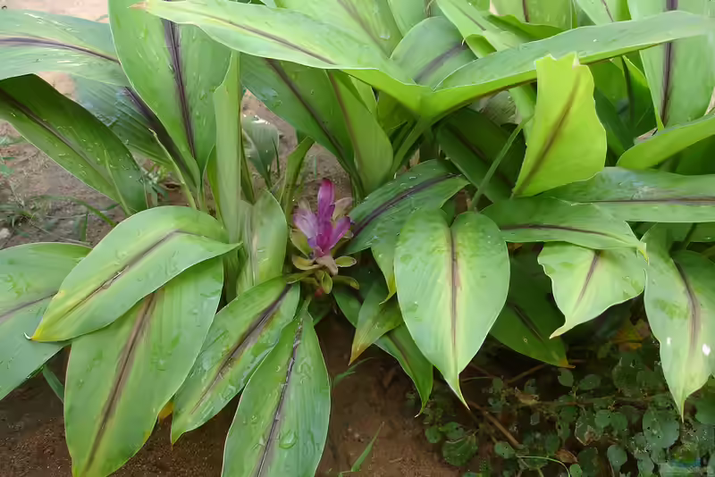 Curcuma longa am Gartenteich (Einrichtungsbeispiele mit Kurkuma)