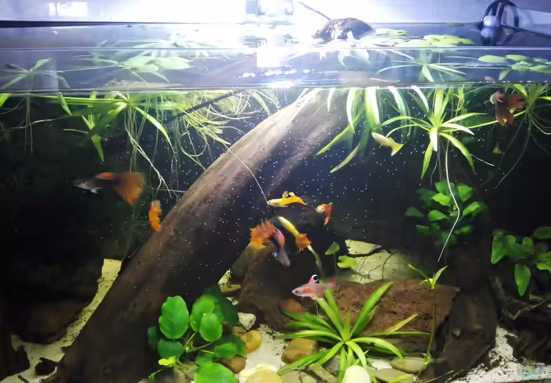 Cyclops als Zierfischfutter: Kleines Futter mit großem Nutzen für gesunde Aquarienfische (Einrichtungsbeispiele mit Cyclops)