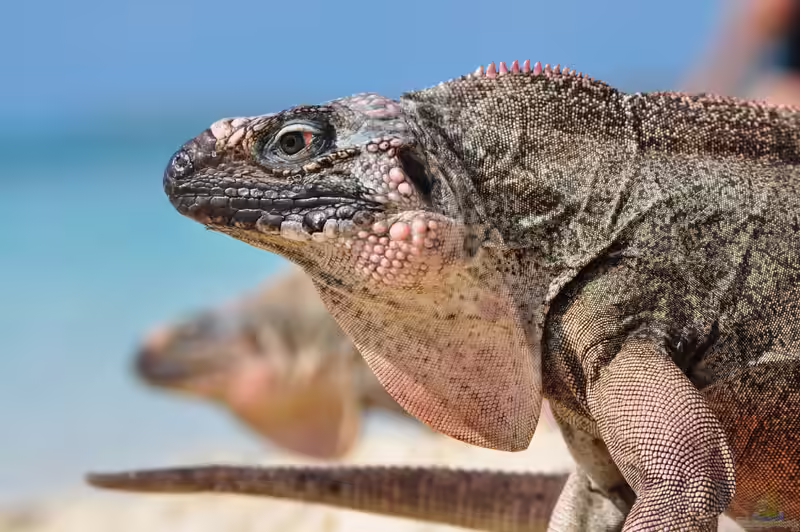 Cyclura cychlura inornata im Terrarium halten (Einrichtungsbeispiele mit Allen Cays Felsenleguan)