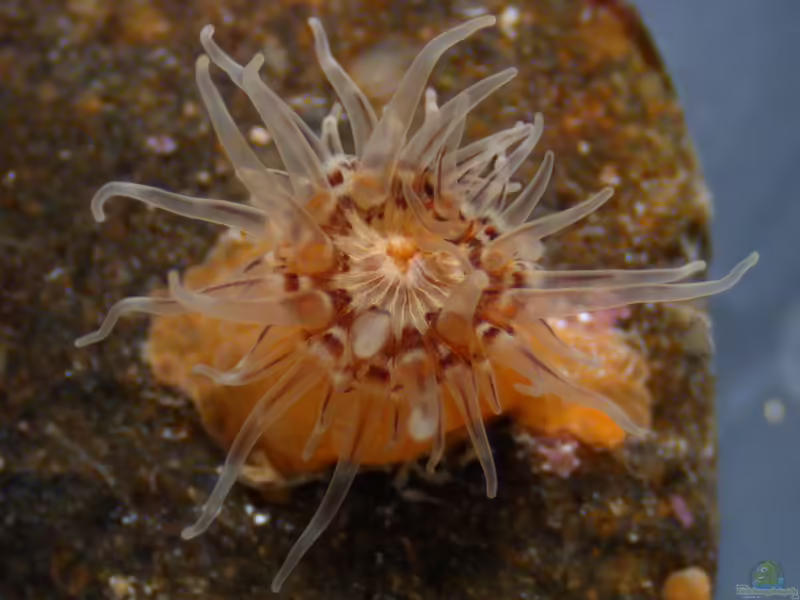 Cylista lacerata im Aquarium halten (Einrichtungsbeispiele für Fransige Witwenrose)