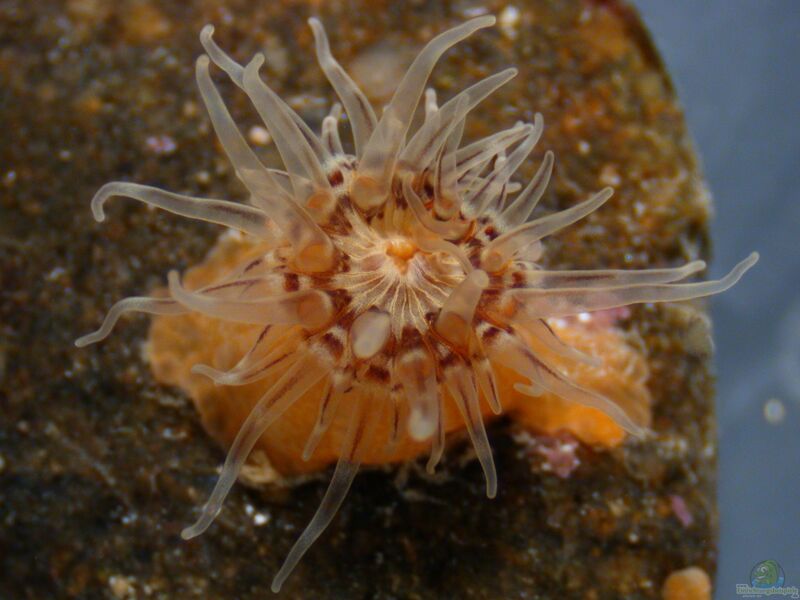 Cylista lacerata im Aquarium halten (Einrichtungsbeispiele für Fransige Witwenrose)