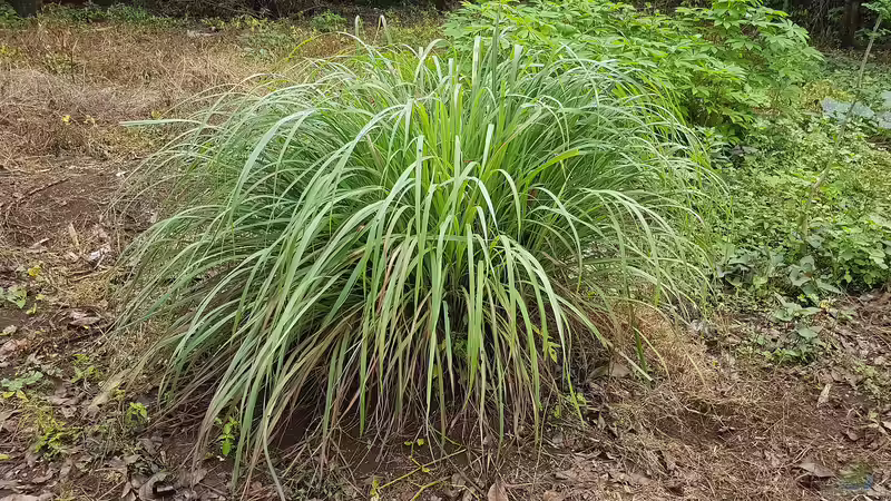 Cymbopogon citratus am Gartenteich (Einrichtungsbeispiele mit Zitronengras)
