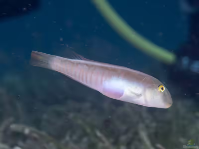 Cymolutes praetextatus im Aquarium halten (Einrichtungsbeispiele für Doppelpunkt-Messerlippfisch)