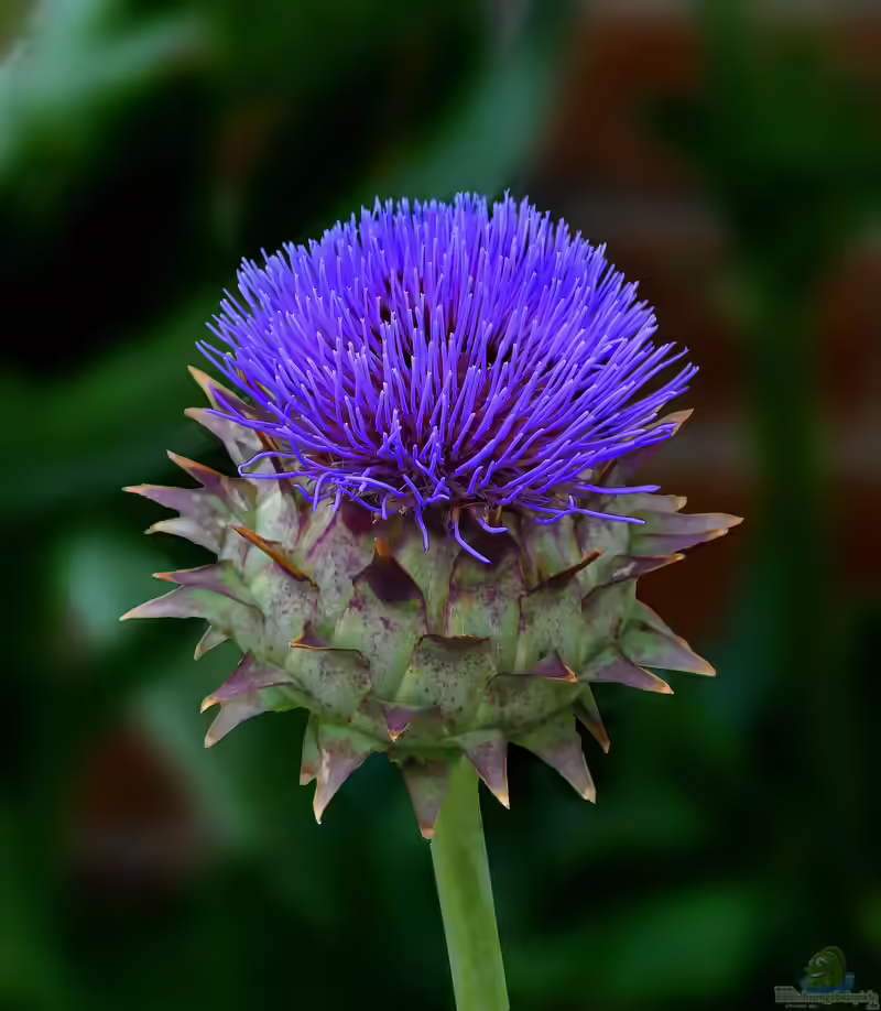 Cynara cardunculus var. altilis im Garten pflanzen (Einrichtungsbeispiele mit Wilde Artischocke)
