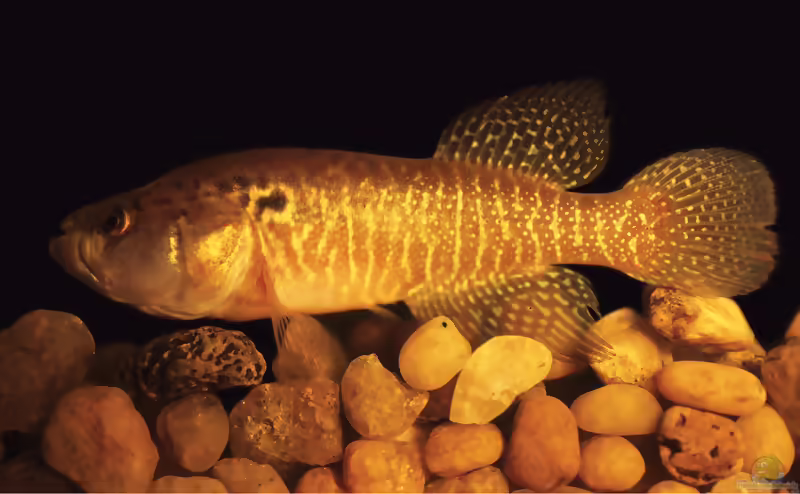 Cynolebias oticus im Aquarium halten (Einrichtungsbeispiele mit Cynolebias oticus)