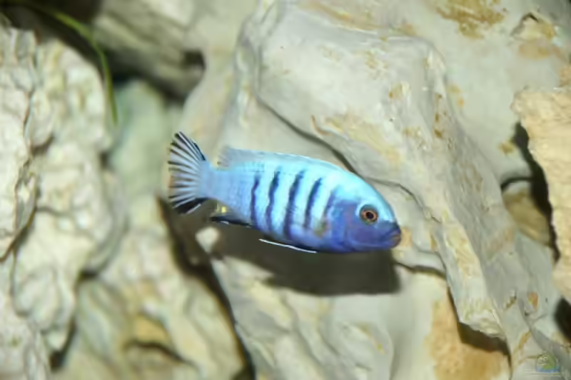 Cynotilapia: Farbenstarke Mbuna aus dem Malawisee (Einrichtungsbeispiele mit Cynotilapia-Arten)