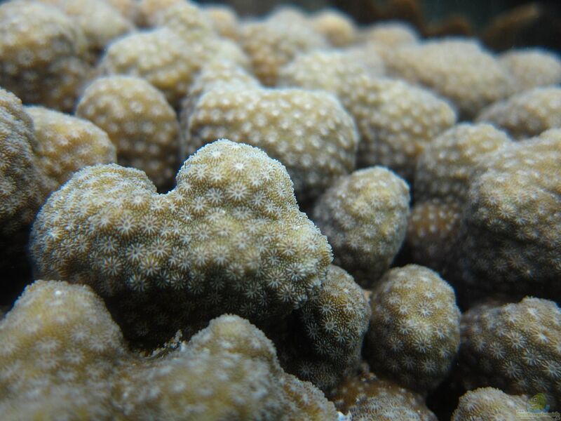 Cyphastrea microphthalma im Aquarium halten (Einrichtungsbeispiele für Großpolypige Steinkoralle)