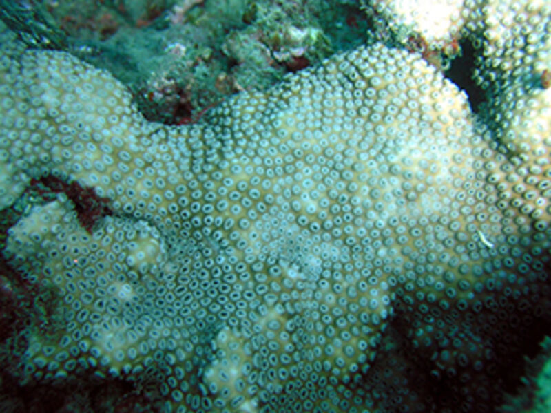 Cyphastrea ocellina im Aquarium halten (Einrichtungsbeispiele für Großpolypige Steinkoralle)  - Cyphastrea-ocellinaaquarium