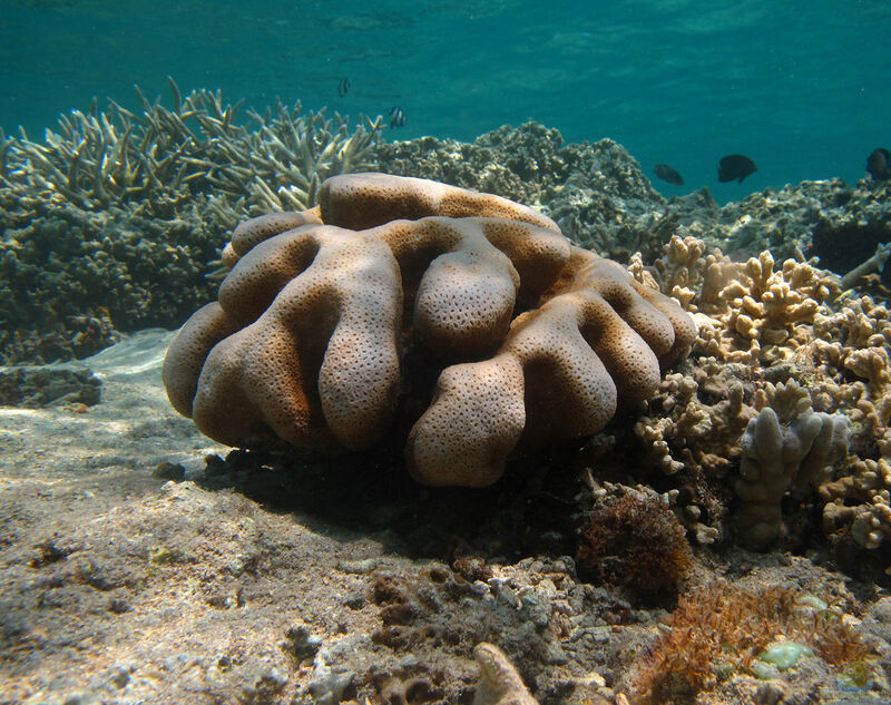 Cyphastrea serailia im Aquarium halten (Einrichtungsbeispiele für Großpolypige Steinkoralle)  - Cyphastrea-serailia-slnkaquarium