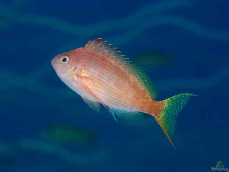 Cyprinocirrhites polyactis im Aquarium halten (Einrichtungsbeispiele für Gabelschwanz-Korallenwächter)