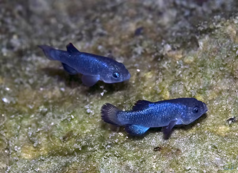 Cyprinodon diabolis: Teufelskärpfling im Aquarium halten (Einrichtungsbeispiele mit Cyprinodon diabolis)