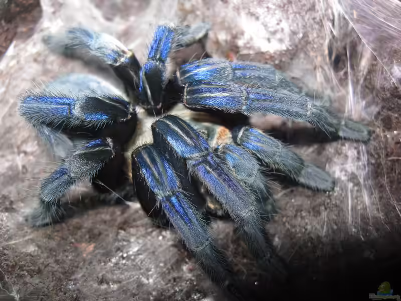 Cyriopagopus lividus im Terrarium halten (Einrichtungsbeispiele mit Blaue Burma Vogelspinne)