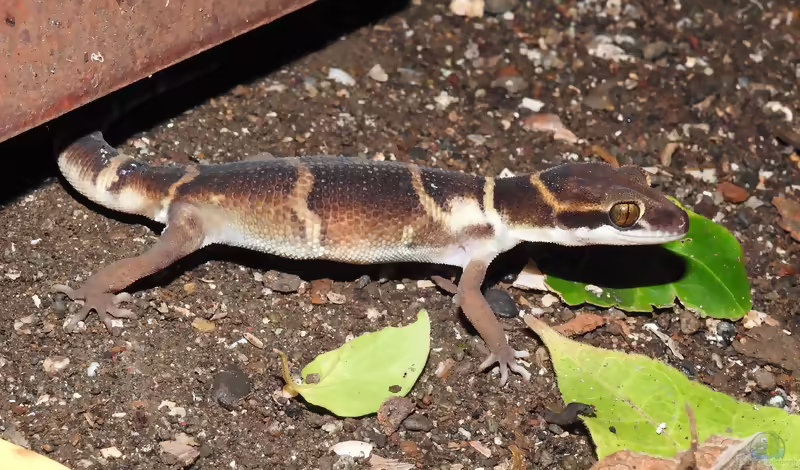 Dekkan-Bogenfingergecko: Cyrtodactylus deccanensis im Terrarium halten (Einrichtungsbeispiele mit Cyrtodactylus deccanensis)
