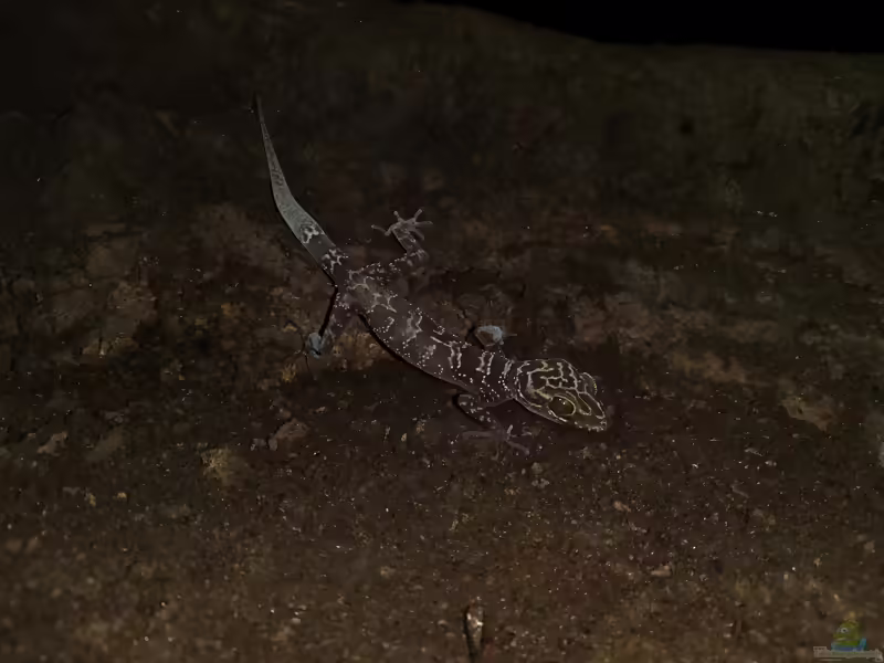 Doisuthep-Bogenfingergecko: Cyrtodactylus doisuthep im Terrarium halten (Einrichtungsbeispiele mit Cyrtodactylus doisuthep)