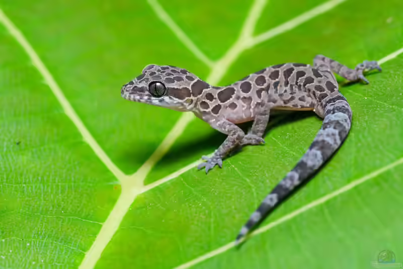 Cyrtodactylus peguensis im Terrarium halten (Einrichtungsbeispiele mit Bengalischer Bogenfingergecko)
