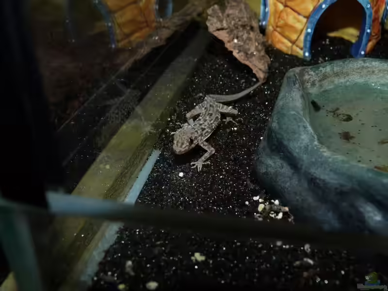 Cyrtopodion scabrum im Terrarium halten (Einrichtungsbeispiele für Krokodilgecko)