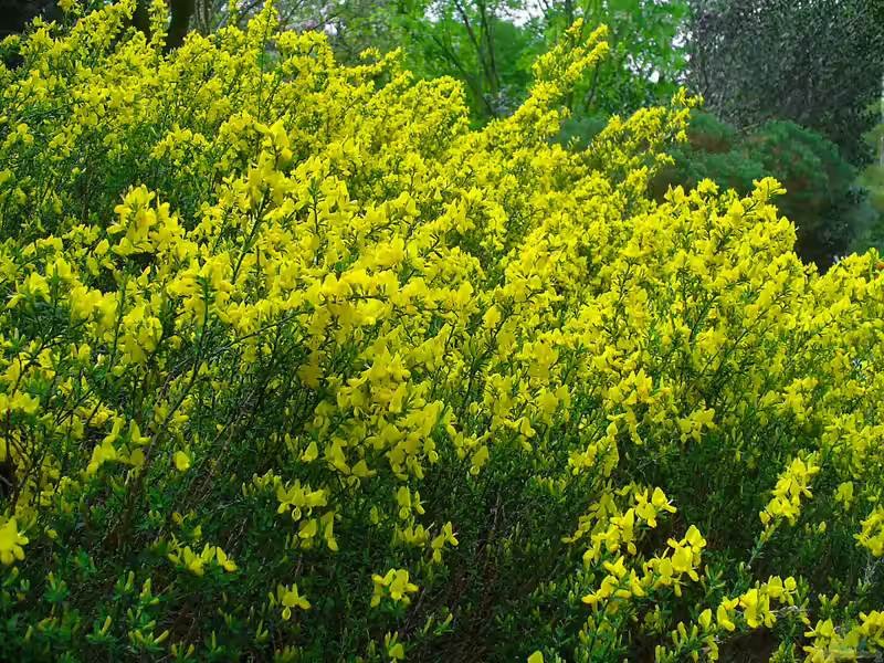 Cytisus decumbens im Garten pflanzen (Einrichtungsbeispiele mit Kissenginster)