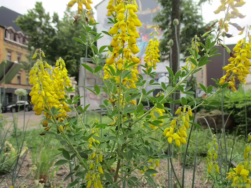 Cytisus nigricans im Garten pflanzen (Einrichtungsbeispiele mit Schwarzer Geißklee)