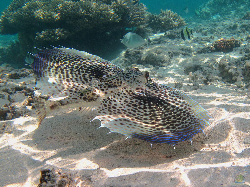 Dactyloptena orientalis im Aquarium halten (Einrichtungsbeispiele für Orientalischer Flughahn)