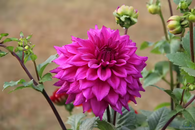 Dahlia pinnata im Garten pflanzen (Einrichtungsbeispiele mit Großfiedrige Dahlie)