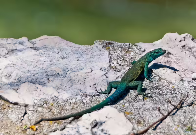 Dalmatolacerta oxycephala im Terrarium halten (Einrichtungsbeispiele für Dalmatinische Spitzkopfeidechse)