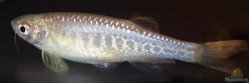 Danio aesculapii im Aquarium halten (Einrichtungsbeispiele für Schlangenhaut-Zwergbärblinge)