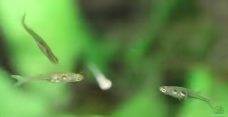 Danionella translucida im Aquarium halten (Einrichtungsbeispiele für Danionella translucida)