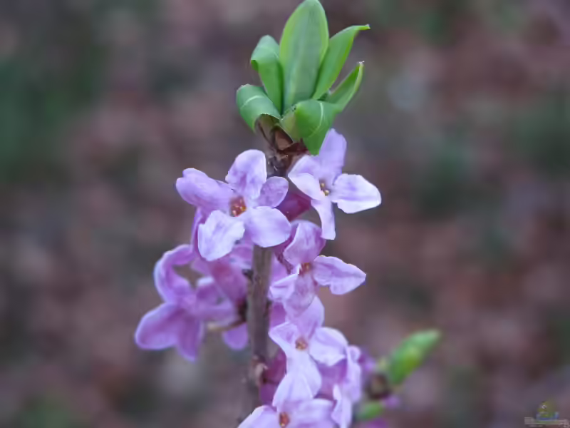 Daphne mezereum im Garten pflanzen (Einrichtungsbeispiele mit Echter Seidelbast)