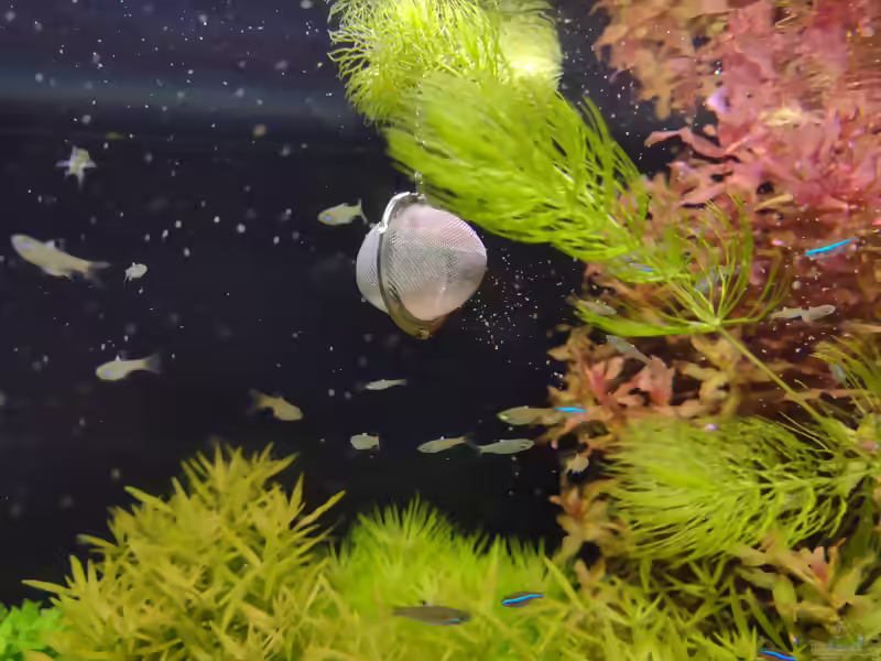 Daphnien: Wasserflöhe als wertvolles Lebendfutter im Aquarium (Einrichtungsbeispiele mit Daphnien)