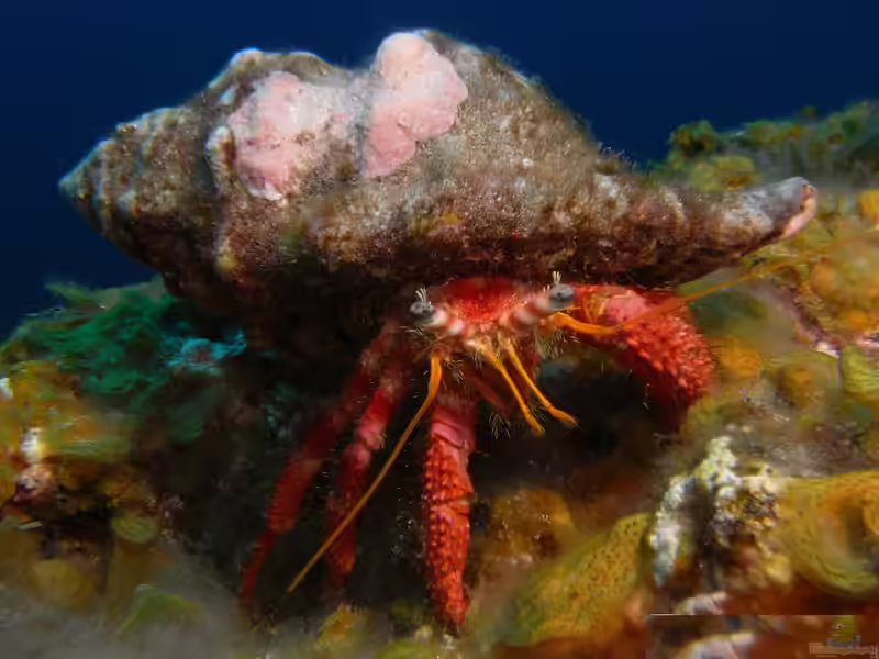 Dardanus calidus im Aquarium halten (Einrichtungsbeispiele für Großer Roter Einsiedlerkrebs)
